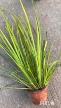 高度31厘米金叶石菖蒲