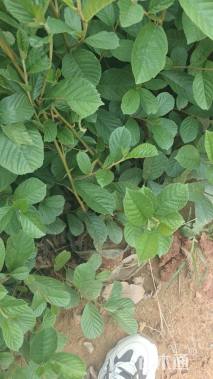 0.6公分川滇桤木