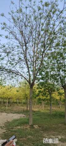 20公分国槐