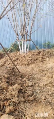 高度700厘米丛生五角枫