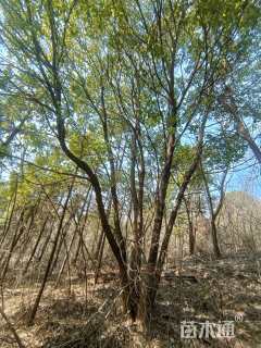 110公分(8杆)丛生香樟