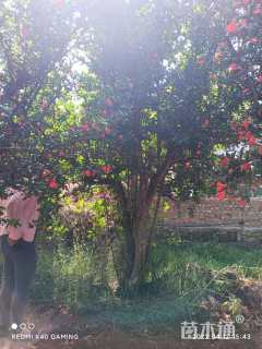 高度4000厘米石榴