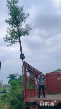 20公分美丽异木棉