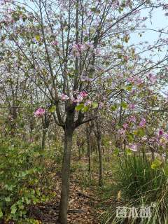 高度800厘米宫粉紫荆