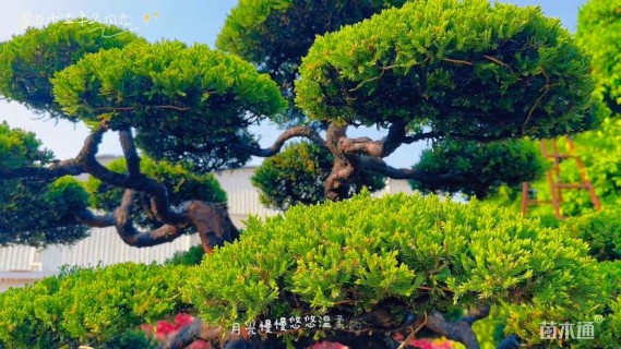 高度80厘米台湾真柏