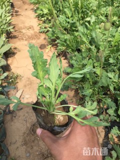 高度15厘米冰岛虞美人