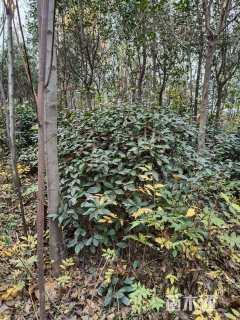 冠幅80150厘米红叶石楠球