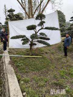 移栽苗造型罗汉松