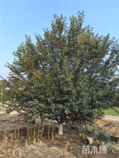 24公分绚丽海棠