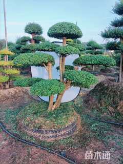 30公分造型小叶女贞