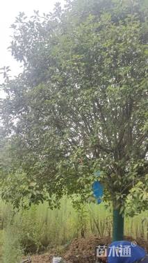 18公分红叶石楠