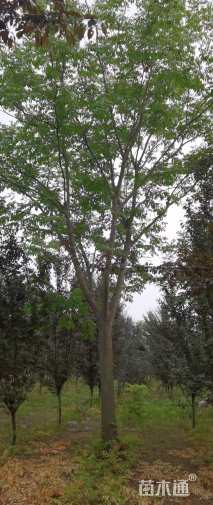 25公分栾树