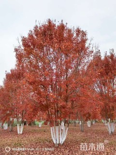 高度700厘米丛生美国红枫
