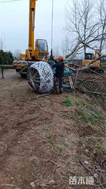 5公分(6杆)丛生朴树