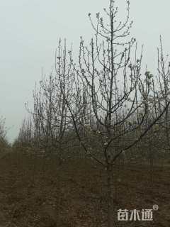 15公分彩叶豆梨