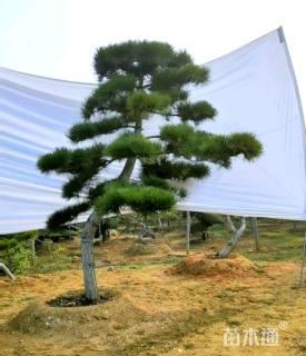 23公分造型黑松