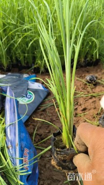 高度40厘米香蒲