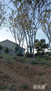 80公分丛生朴树