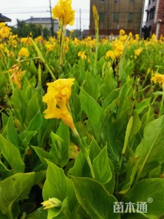 高度50厘米黄花美人蕉