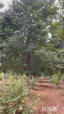 13公分美国红枫-红点