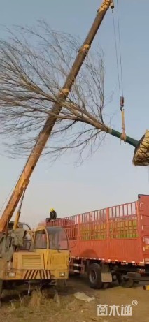 20公分美国红枫