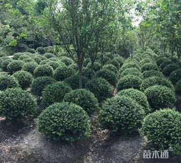 冠幅80厘米龟甲冬青球