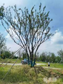 50公分丛生朴树