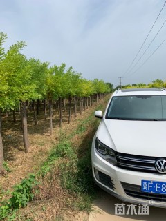 10公分高杆金枝槐