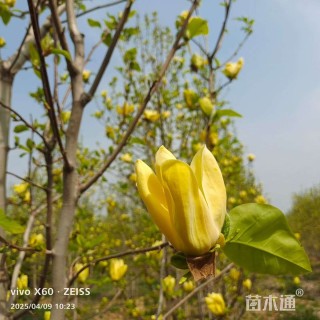 高度400厘米丛生玉兰