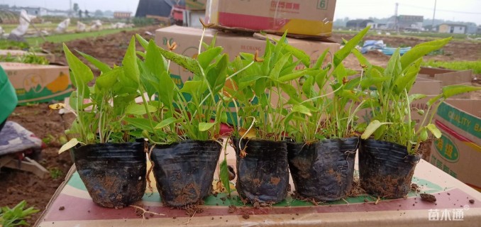 高度20厘米紫花地丁