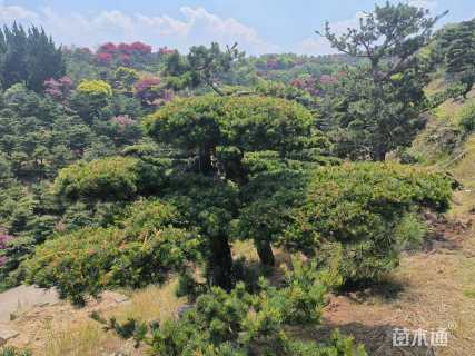 15公分造型五针松