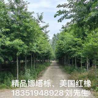 15公分美国红橡树