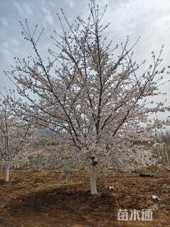 21公分染井吉野樱