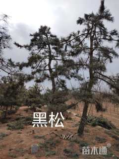 12公分造型黑松