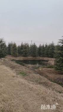 高度800厘米雪松