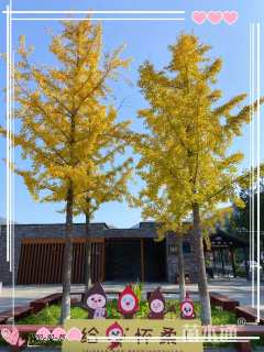 14公分金叶银杏