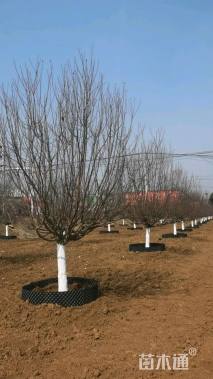 13公分绚丽海棠