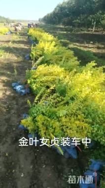 高度50厘米金叶女贞