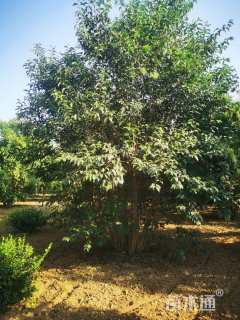 高度500厘米丛生大叶女贞