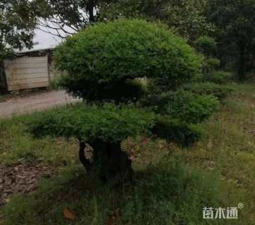 18公分对节白蜡