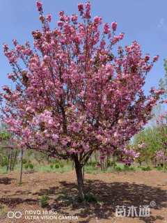 14公分日本晚樱