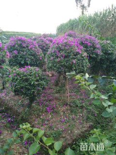 高度200厘米三角梅