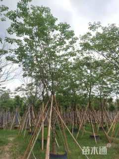 10公分紫花风铃木