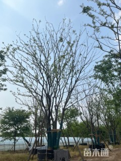 100公分(5杆)丛生朴树