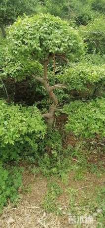 8公分造型小叶女贞