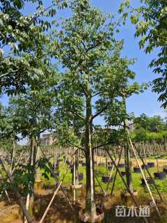 18公分美丽异木棉