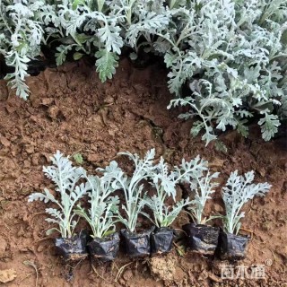 高度14厘米银叶菊