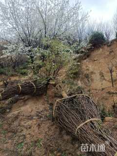 17公分染井吉野樱