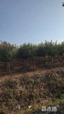 高度250厘米丛生紫薇