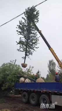 20公分美国红枫